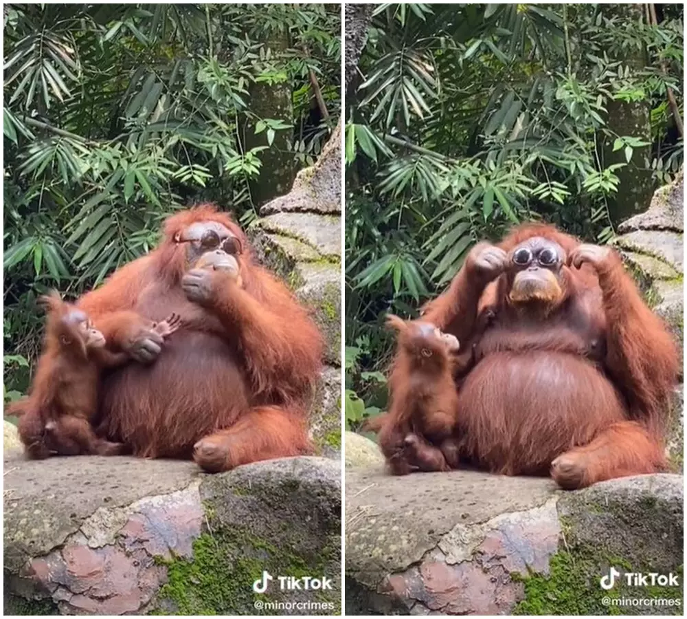 orang utan pakai kacamata © 2021 berbagai sumber orang utan pakai kacamata © 2021 berbagai sumber