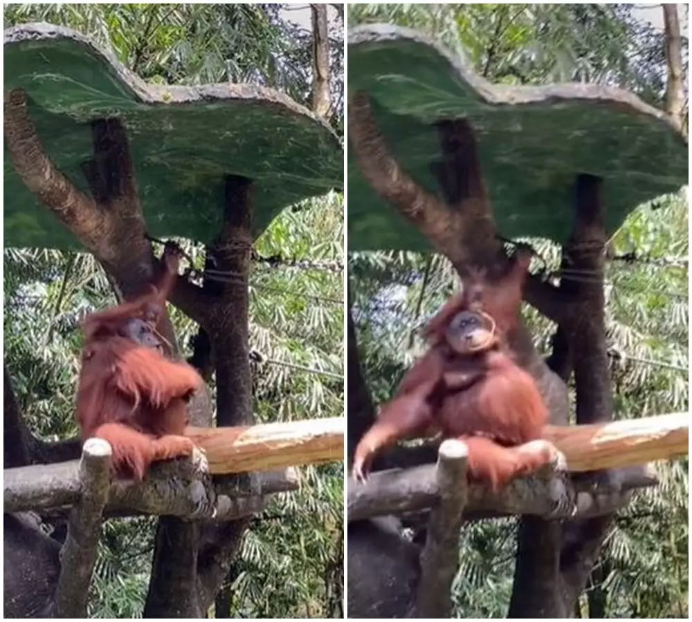 orang utan pakai kacamata © 2021 berbagai sumber orang utan pakai kacamata © 2021 berbagai sumber