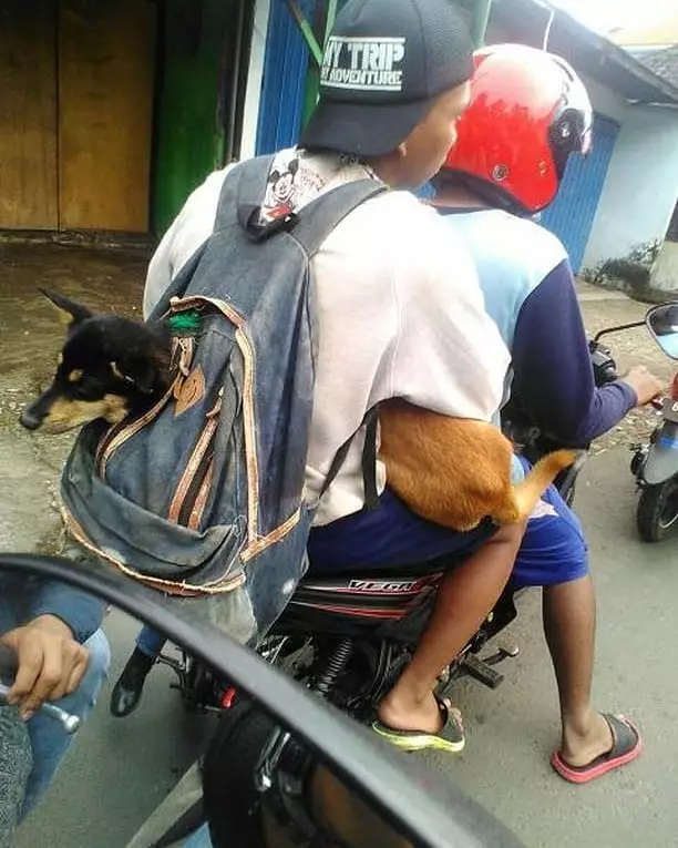 momen lucu bapak-bapak bawa hewan © 2021 instagram.com momen lucu bapak-bapak bawa hewan © 2021 instagram.com