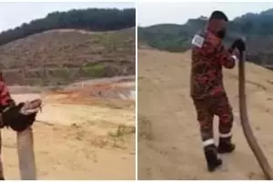 Momen petugas Damkar lepas ular di bukit, endingnya bikin deg-degan