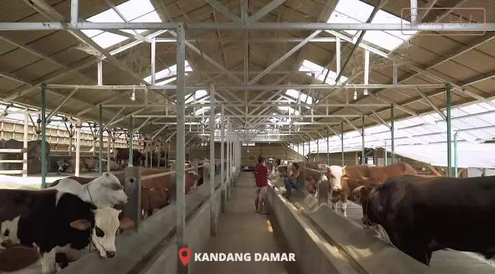 potret peternakan sapi ayah shandy aulia © YouTube potret peternakan sapi ayah shandy aulia © YouTube