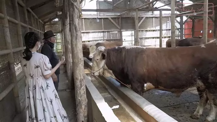 potret peternakan sapi ayah shandy aulia © YouTube potret peternakan sapi ayah shandy aulia © YouTube