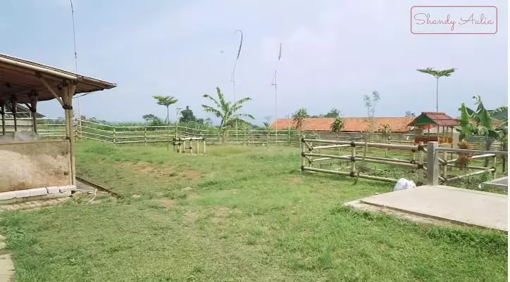 potret peternakan sapi ayah shandy aulia © YouTube potret peternakan sapi ayah shandy aulia © YouTube