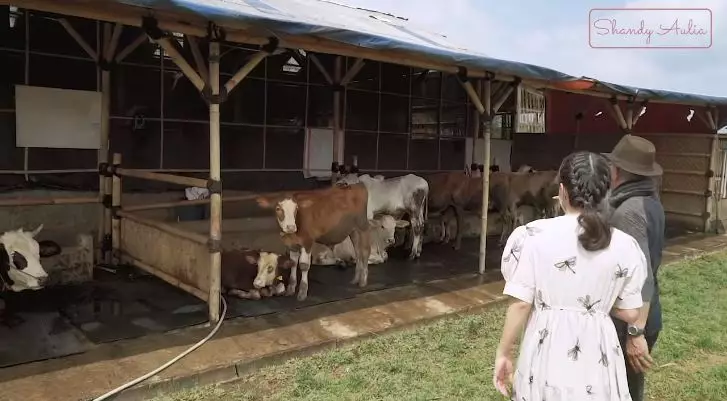 potret peternakan sapi ayah shandy aulia © YouTube potret peternakan sapi ayah shandy aulia © YouTube