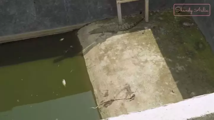 potret peternakan sapi ayah shandy aulia © YouTube potret peternakan sapi ayah shandy aulia © YouTube