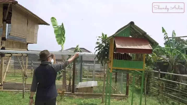 potret peternakan sapi ayah shandy aulia © YouTube potret peternakan sapi ayah shandy aulia © YouTube