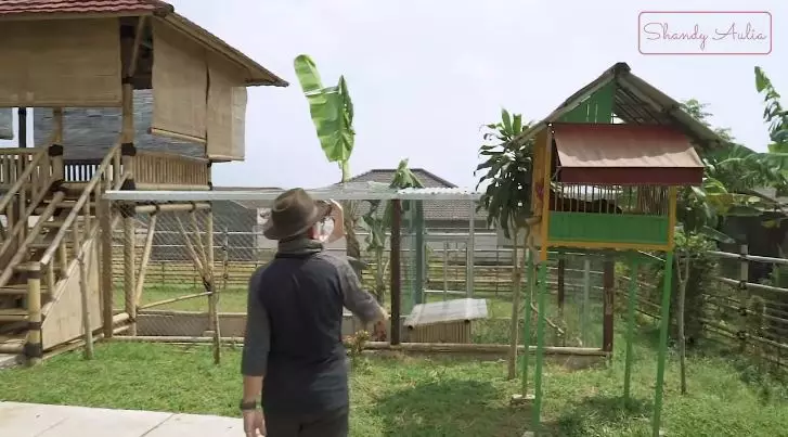 potret peternakan sapi ayah shandy aulia © YouTube potret peternakan sapi ayah shandy aulia © YouTube