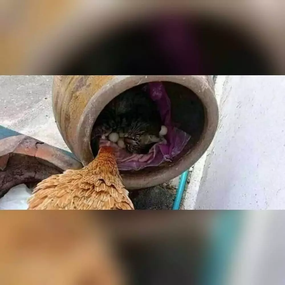 momen lucu kucing asal rebahan © 2021 instagram.com