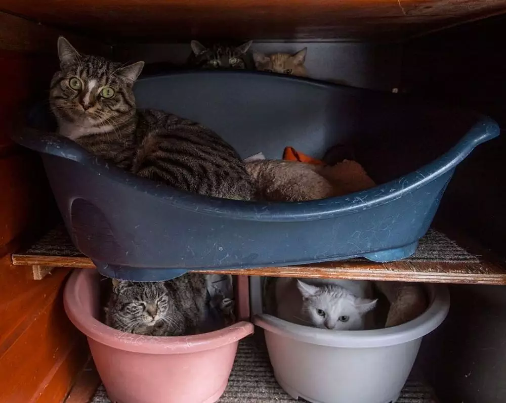 momen lucu kucing asal rebahan © 2021 instagram.com