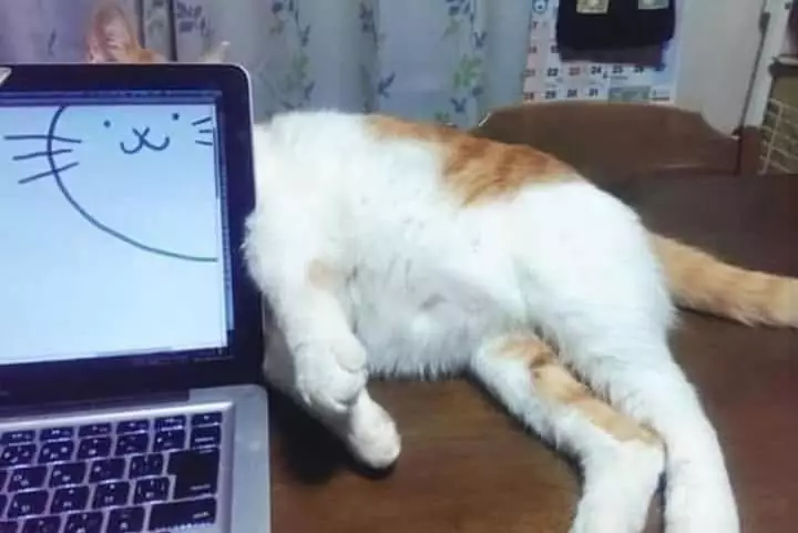 momen lucu kucing asal rebahan © 2021 instagram.com