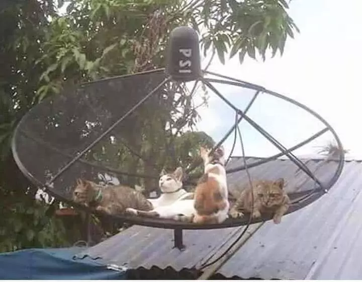 momen lucu kucing asal rebahan © 2021 instagram.com