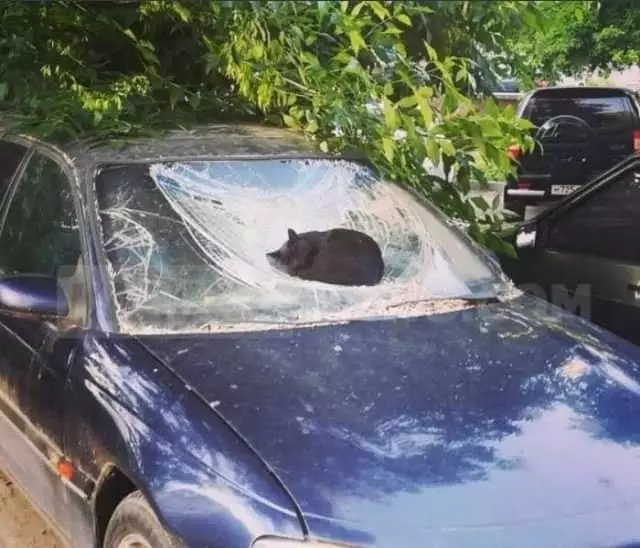 momen lucu kucing asal rebahan © 2021 instagram.com