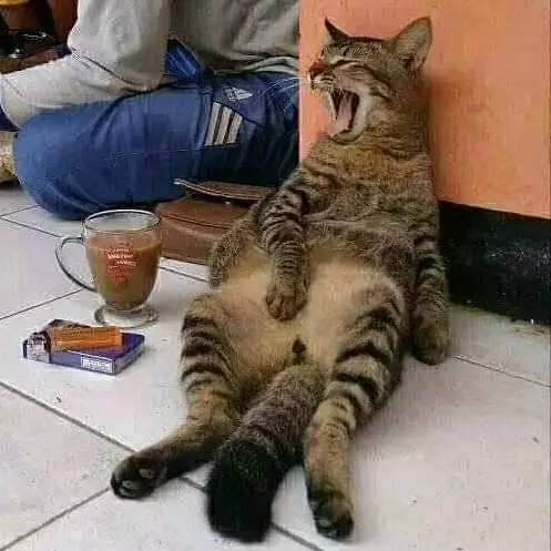 momen lucu kucing asal rebahan © 2021 instagram.com