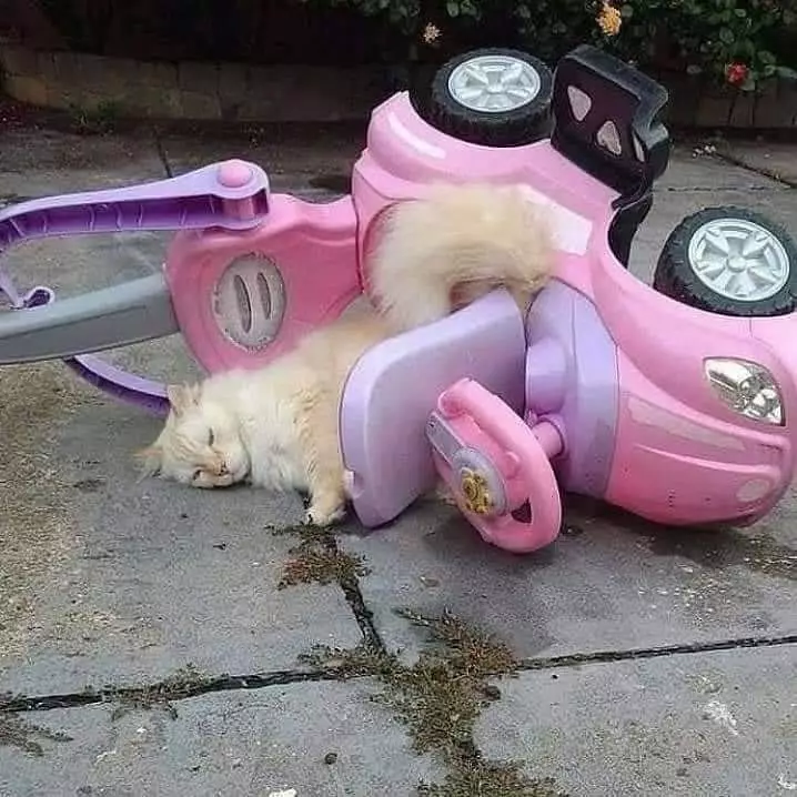 momen lucu kucing asal rebahan © 2021 instagram.com