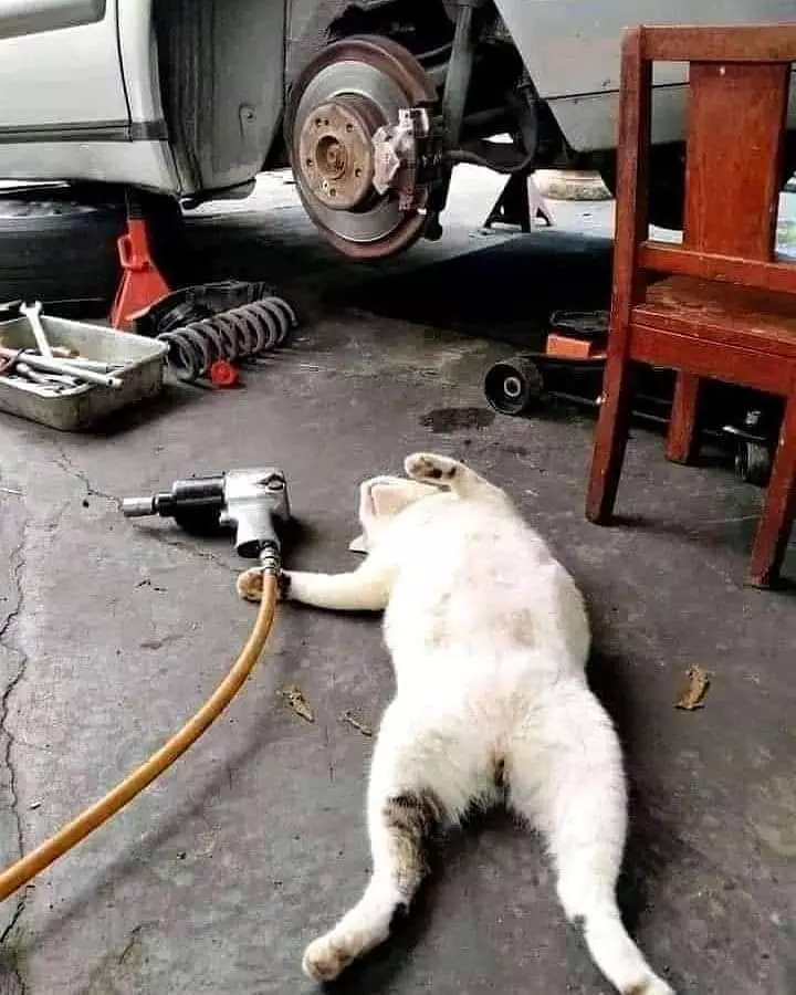 momen lucu kucing asal rebahan © 2021 instagram.com