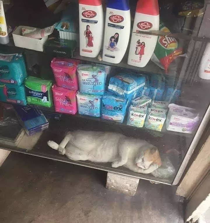 momen lucu kucing asal rebahan © 2021 instagram.com