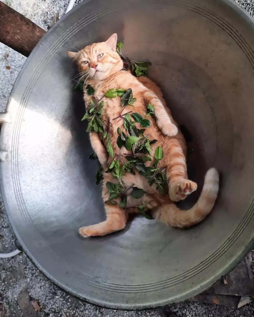 momen lucu kucing asal rebahan © 2021 instagram.com