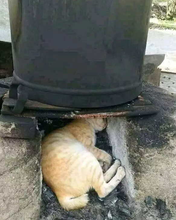 momen lucu kucing asal rebahan © 2021 instagram.com