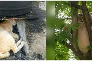 13 Momen lucu kucing asal rebahan ini bikin senyum gemes