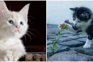 5 Buku fiksi dengan tokoh utama kucing, cocok buat dibaca cat lover