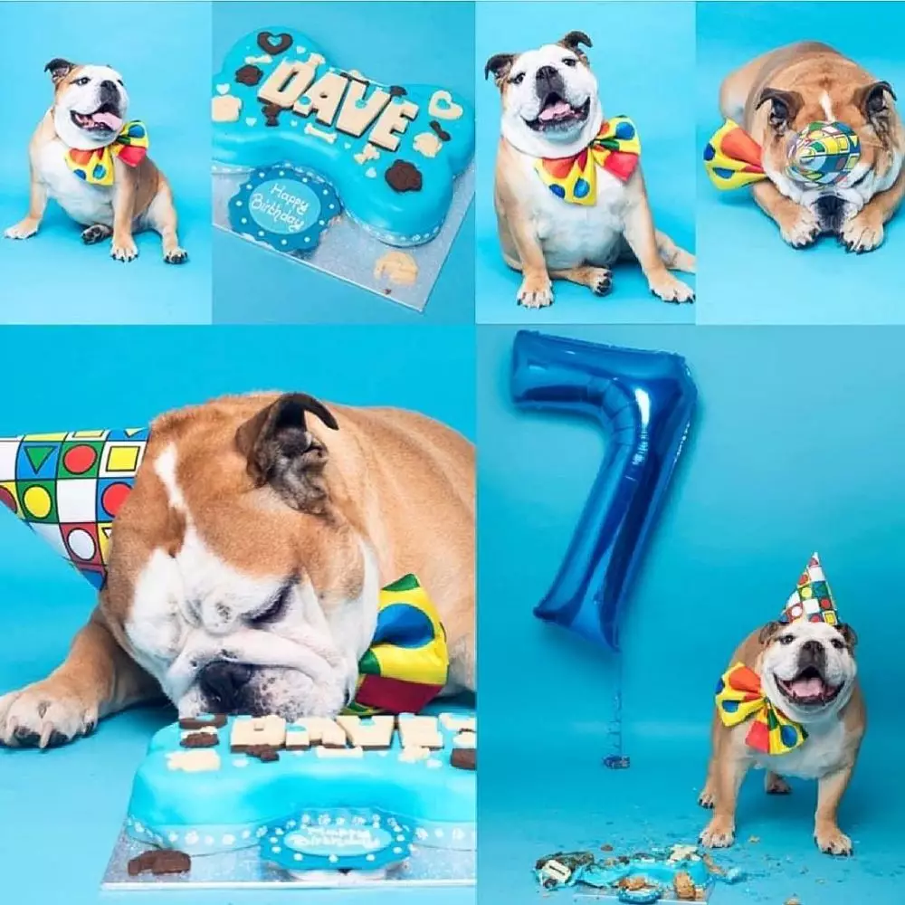 Perayaan mewah ulang tahun anjing © Istimewa Perayaan mewah ulang tahun anjing © Istimewa
