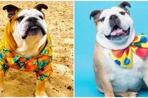 Rayakan ulang tahun anjing, pasangan ini rogoh dana hingga Rp 42 juta