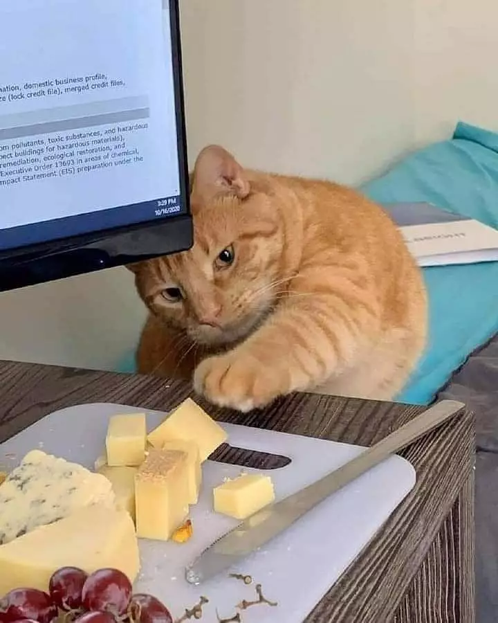 momen lucu kucing mencuri makanan © 2021 instagram.com