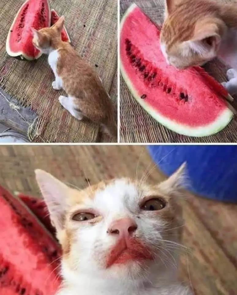 momen lucu kucing mencuri makanan © 2021 instagram.com