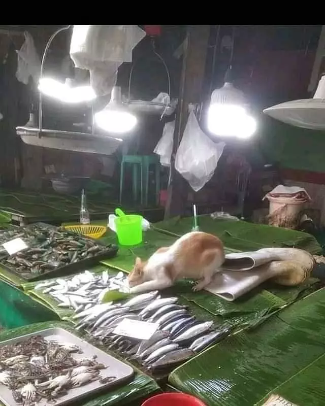 momen lucu kucing mencuri makanan © 2021 instagram.com