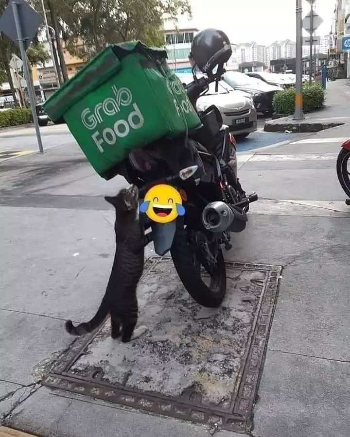 momen lucu kucing mencuri makanan © 2021 instagram.com