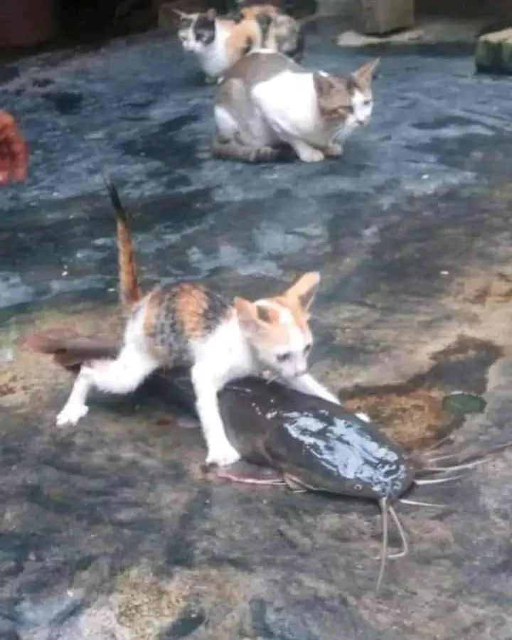 momen lucu kucing mencuri makanan © 2021 instagram.com