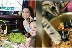 11 Momen lucu kucing mencuri makanan ini bikin ngelus dada