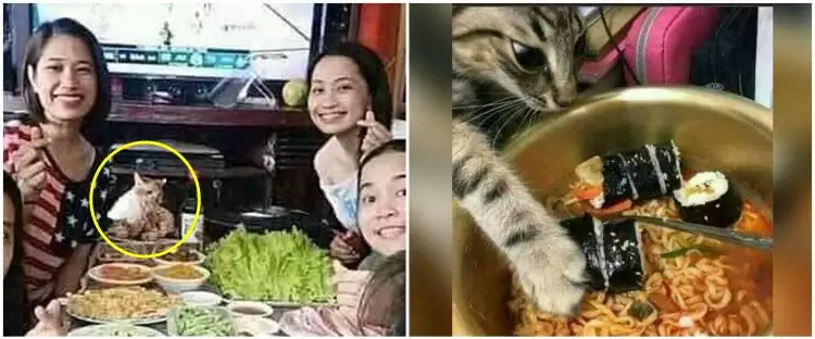 11 Momen lucu kucing mencuri makanan ini bikin ngelus dada