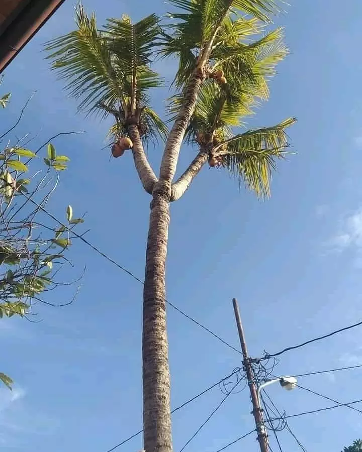 potret lucu pohon nggak biasa © 2021 1cak.com potret lucu pohon nggak biasa © 2021 1cak.com