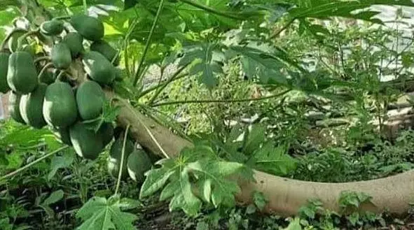 potret lucu pohon nggak biasa © 2021 1cak.com potret lucu pohon nggak biasa © 2021 1cak.com