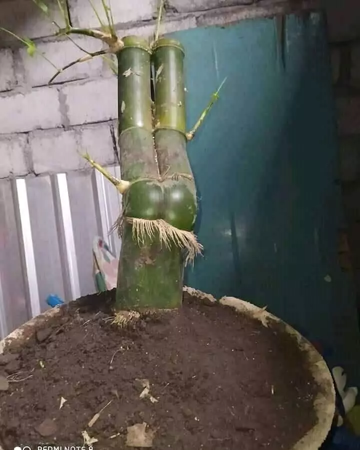 potret lucu pohon nggak biasa © 2021 1cak.com potret lucu pohon nggak biasa © 2021 1cak.com