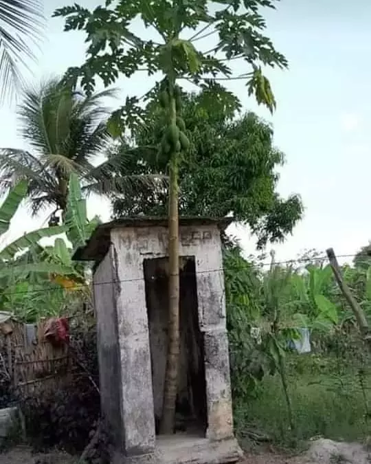 potret lucu pohon nggak biasa © 2021 1cak.com potret lucu pohon nggak biasa © 2021 1cak.com