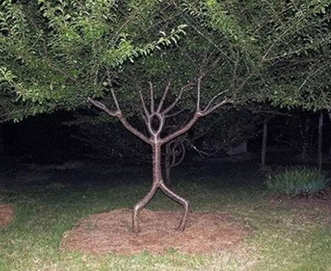 potret lucu pohon nggak biasa © 2021 1cak.com potret lucu pohon nggak biasa © 2021 1cak.com