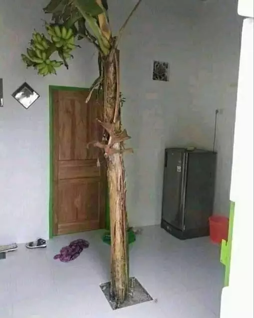 potret lucu pohon nggak biasa © 2021 1cak.com potret lucu pohon nggak biasa © 2021 1cak.com