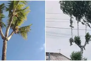 11 Potret lucu pohon nggak biasa ini penampakannya bikin heran