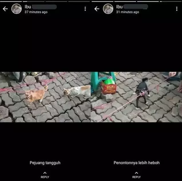 kucing lomba 17an © 2021 berbagai sumber kucing lomba 17an © 2021 berbagai sumber