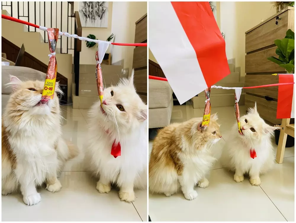 kucing lomba 17an © 2021 berbagai sumber kucing lomba 17an © 2021 berbagai sumber