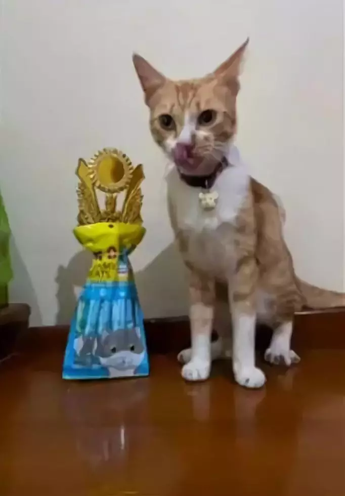kucing lomba 17an © 2021 berbagai sumber kucing lomba 17an © 2021 berbagai sumber