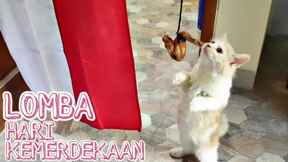 kucing lomba 17an © 2021 berbagai sumber kucing lomba 17an © 2021 berbagai sumber