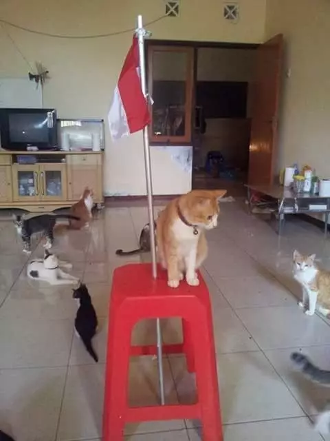 kucing lomba 17an © 2021 berbagai sumber kucing lomba 17an © 2021 berbagai sumber