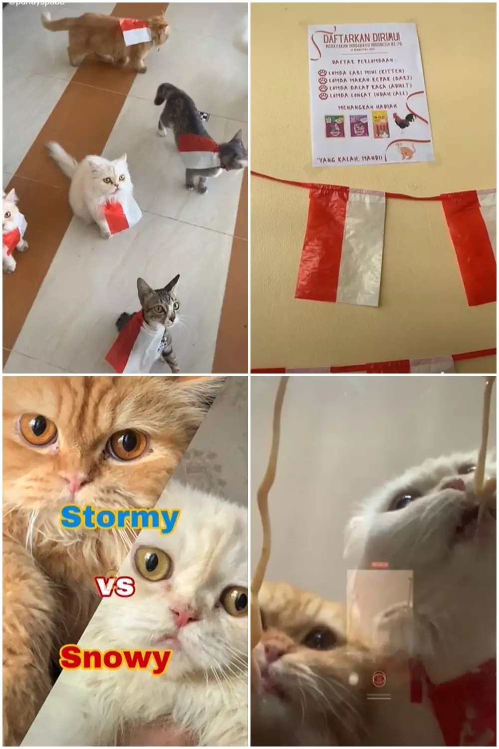 kucing lomba 17an © 2021 berbagai sumber kucing lomba 17an © 2021 berbagai sumber