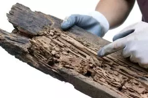 6 Bahan ampuh untuk membasmi rayap yang merusak dan menjengkelkan