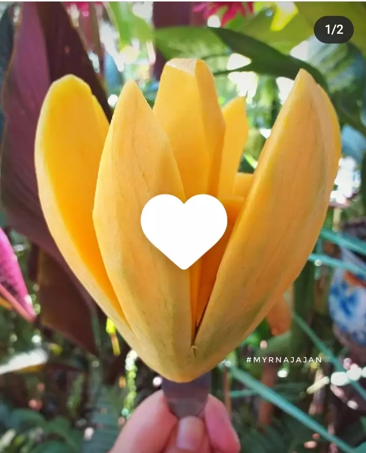 Potret lucu cara ngupas buah mangga  © 2021 brilio.net