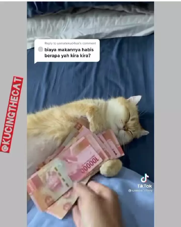 Potret lucu kucing dikejain majikannya © 2021 brilio.net Potret lucu kucing dikejain majikannya © 2021 brilio.net