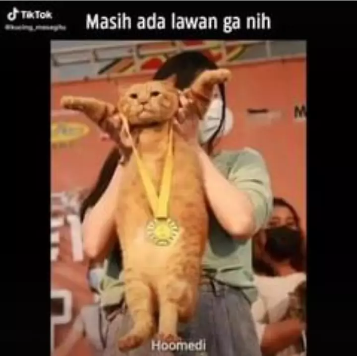 Potret lucu kucing dikejain majikannya © 2021 brilio.net Potret lucu kucing dikejain majikannya © 2021 brilio.net